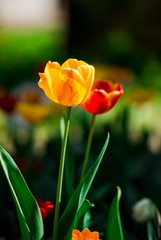 Naklejka premium botanical gardens