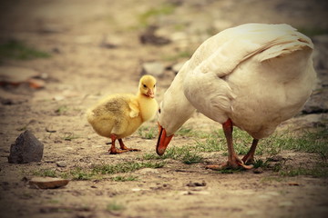 cute gosling