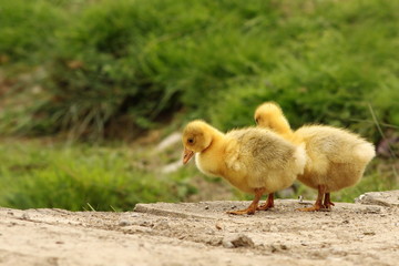 cute goslings