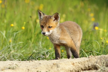 Naklejka na ściany i meble cute little fox cub