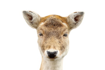 isolated portrait of deer hind