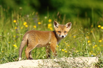 little fox near the den