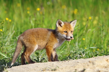 Naklejka na ściany i meble little red fox cub