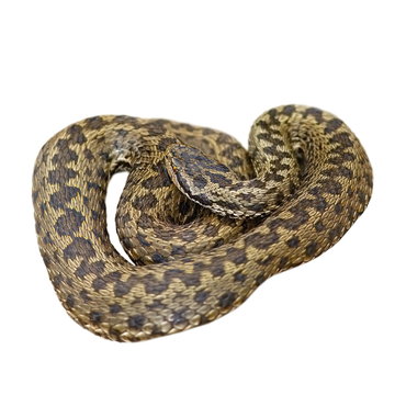 isolated european meadow adder