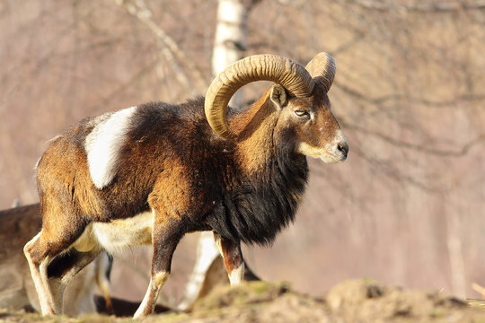 mouflon ram in a clearing