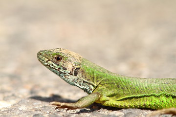 the green lizard