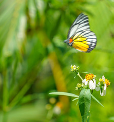 Painted Jezebel butterfly in a garden