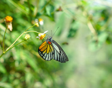 Painted Jezebel butterfly in a garden