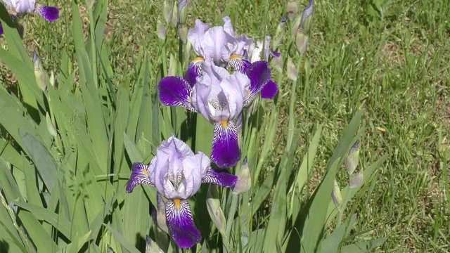 Flower of IRIS blue-blue color blossoms in spring day