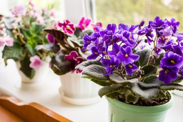 Obraz na płótnie Canvas Beautiful violet in a pot on the windowsill