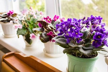 Fototapeta na wymiar Beautiful violet in a pot on the windowsill