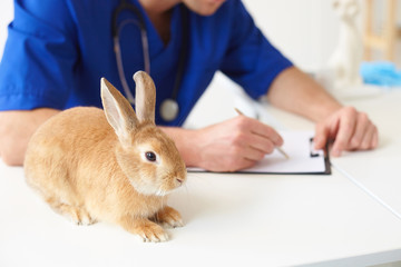 Obraz premium Cheerful vet is making notes about animal