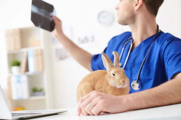 Naklejka premium Cheerful young vet examining health of pet