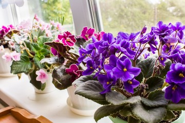 Fototapeta na wymiar Beautiful violet in a pot on the windowsill