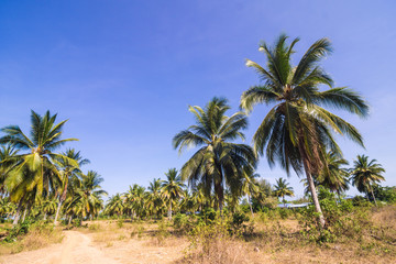 Fototapeta na wymiar Coconut palm plantation with rural road