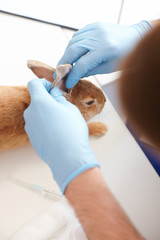 Fototapeta premium Skillful young veterinarian is analyzing pet state