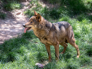 Adult male iberian wolf