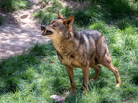 Fototapeta Adult male iberian wolf