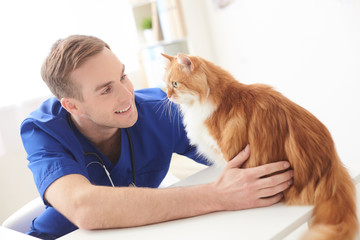 Skillful male vet is examining the pet