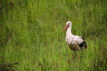 Stork in the Garden