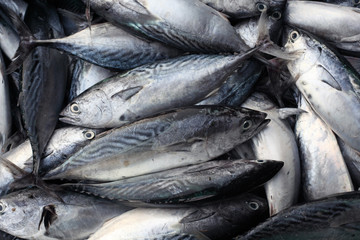 fresh fish in market