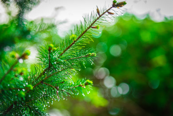 amazing spring flowers