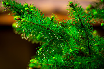 amazing spring flowers