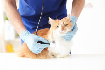 Skillful young veterinarian is examining an animal