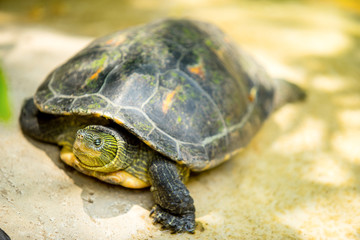 tortoise on the ground