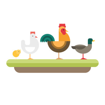 Farm animal. Rooster, hen, chickens, duck. Vector flat style  illustration