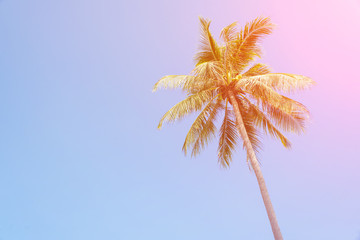 coconut palm tree on blue sky with vintage effect
