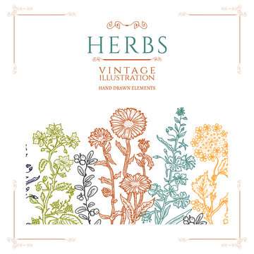 Medical herbs vintage template hand drawn sketch