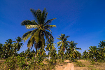 Fototapeta na wymiar Coconut palm plantation with rural road
