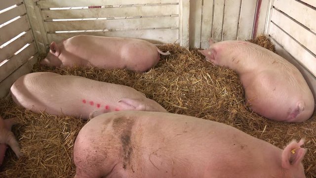 Pigs sleeping in farm barn