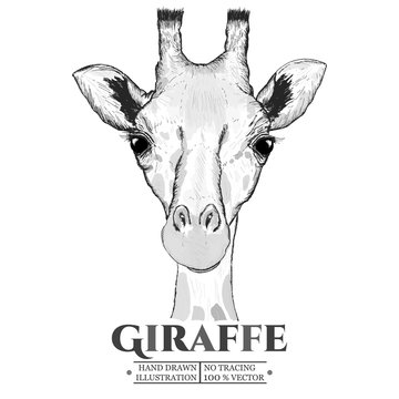 Giraffe realistic portrait sketch vector isolated on white