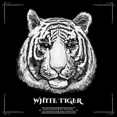 White tiger portrait
