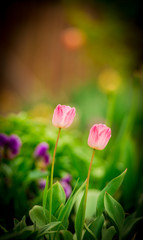 Fototapeta premium spring flowers