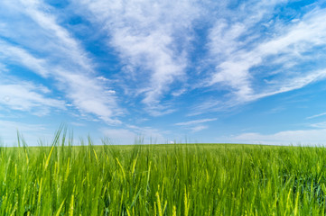 Obraz premium Weizenfeld bei Sonnenschein