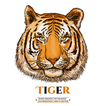 Tiger realistic portrait vector