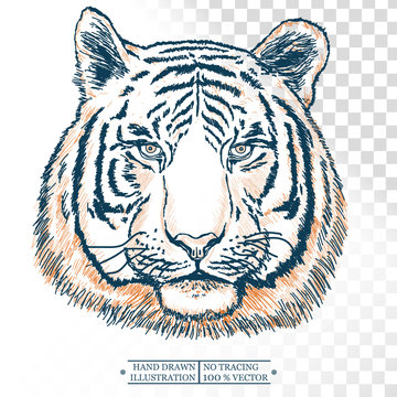 Tiger portrait isolated on white hand drawn vector