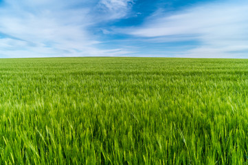 Weizenfeld im strahlenden Sonnenschein mit blauen Himmel