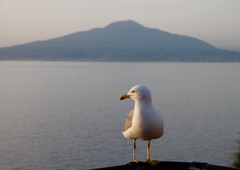 Un gabbiano in Penisola Sorrentina - Vesuvio sullo sfondo