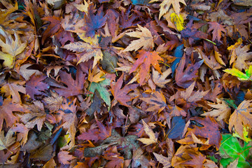 Autumn leaves