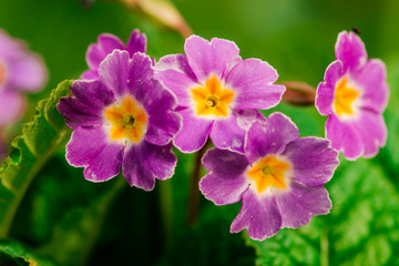 Fototapeta premium springtime