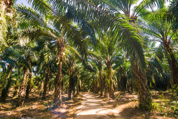 Oil Palm Plantation tree branches