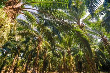 Fototapeta na wymiar Oil Palm Plantation tree branches
