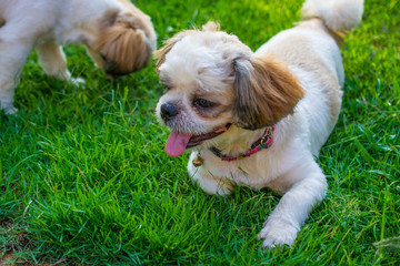 Shih Tzu puppies aged 6 months