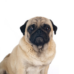 Pug sandy color portrait isolated on white