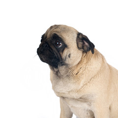 Obraz premium Pug sandy color portrait isolated on white