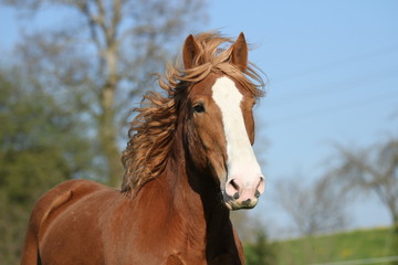 Portrait von einem Kaltbl&uuml;ter mit Blesse
